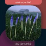 دانلود تمامی نسخه های آهنگ سرزمین شمالی با کیفیت Mp3 آپدیت جدید