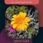 دانلود آهنگ هم نامهربونه هم آفت جونه دانلود آهنگ هم نامهربونه هم آفت جونه