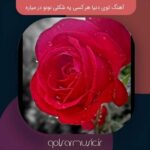 دانلود آهنگ توی دنیا هر کسی یه شکلی نونو در میاره معروف قدیمی