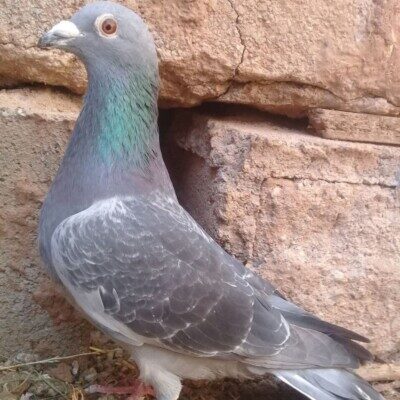 دانلود آهنگ کبوتر با کبوتر باز با باز