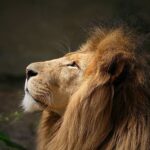 دانلود آهنگ غرش شیری جنگجو دلیری تمام اجرا های پخش شده + پخش آنلاین