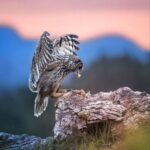 دانلود آهنگ لری گل بیو تیم بشین از تمام اجرا های پخش شده دانلود آهنگ لری گل بیو تیم بشین از تمام اجرا های پخش شده