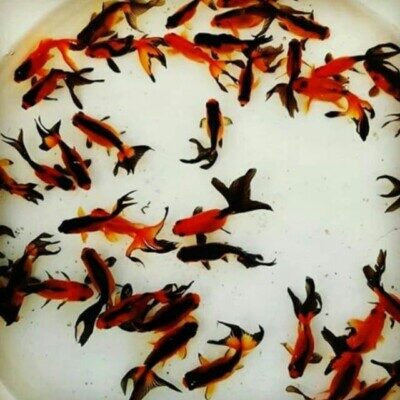 دانلود آهنگ لب بچه ماهی رو با قلاب خونین نکن ریمیکس