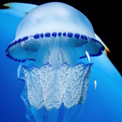 دانلود آهنگ عربی تایم تایم MP3 اصلی + پخش آنلاین