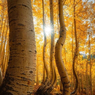 دانلود آهنگ خارجی بلا چاو همراه ریمیکیس + پخش آنلاین دانلود آهنگ خارجی بلا چاو همراه ریمیکیس + پخش آنلاین