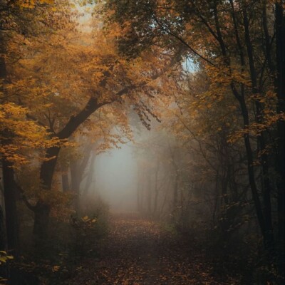 دانلود آهنگ تنی دیوانمه عاشقتمه تمام اجرا های پخش شده + پخش آنلاین