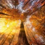 دانلود آهنگ اصلی و کامل جان دلبر خامه امشو مست هاکنم تمام اجراها