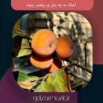 دانلود آهنگ به چه ساز تو برقصم زمونه از تمام اجرا ها دانلود آهنگ به چه ساز تو برقصم زمونه از تمام اجرا ها