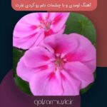 دانلود آهنگ اومدی و با چشمات دلم رو کردی غارت تمام اجرا های پخش شده دانلود آهنگ اومدی و با چشمات دلم رو کردی غارت تمام اجرا های پخش شده