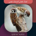 دانلود آهنگ افغانی گنجشک طلایی