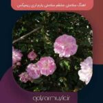 دانلود اهنگ سلامتی عشقم سلامتی یارم لری ریمیکس تمام اجرا ها دانلود اهنگ سلامتی عشقم سلامتی یارم لری ریمیکس تمام اجرا ها