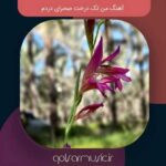 دانلود آهنگ من تک درخت صحرای دردم دانلود آهنگ من تک درخت صحرای دردم