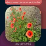 دانلود آهنگ حالا که هوا پسه بازم بهش چسبیدم ول نمیکنم دانلود آهنگ حالا که هوا پسه بازم بهش چسبیدم ول نمیکنم