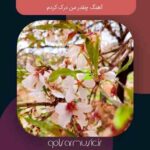 دانلود آهنگ چقدر من درک کردم
