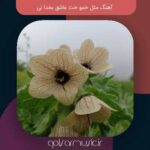 دانلود آهنگ مثل خمو خت عاشق بخدا نی
