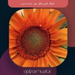 دانلود آهنگ کدوم کافر خبر داده به یارم