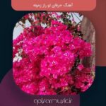 دانلود آهنگ حرفای تو راز زمونه تمام اجرا های پخش شده دانلود آهنگ حرفای تو راز زمونه تمام اجرا های پخش شده