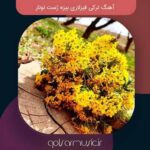 دانلود آهنگ ترکی قیزلاری بیزه ژست توتار