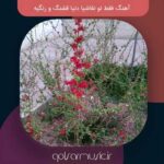 دانلود آهنگ فقط تو نقاشیا دنیا قشنگ و رنگیه (همه نسخه ها) دانلود آهنگ فقط تو نقاشیا دنیا قشنگ و رنگیه (همه نسخه ها)