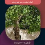 دانلود تمامی آهنگ های امشب در سر شوری دارم + پخش آنلاین