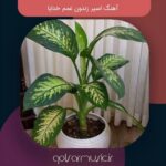 دانلود آهنگ اسیر زندون غمم خدایا