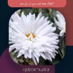 دانلود آهنگ همه شب من در دل بندر تمام اجرا های پخش شده دانلود آهنگ همه شب من در دل بندر تمام اجرا های پخش شده