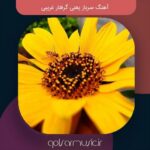 دانلود آهنگ سرباز یعنی گرفتار غریبی دانلود آهنگ سرباز یعنی گرفتار غریبی