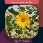 دانلود آهنگ طلوع صبحمی جاده عبورمی دانلود آهنگ طلوع صبحمی جاده عبورمی