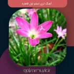 دانلود آهنگ لری امشو اول قاهاره دانلود آهنگ لری امشو اول قاهاره