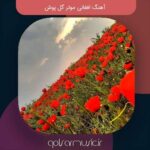 دانلود آهنگ افغانی موتر گل پوش