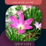 دانلود آهنگ ترکی داغلارا چم دوشنده
