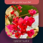دانلود آهنگ لری وا خیالت بی خیالم
