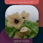 دانلود آهنگ عربی قلبم کجایی دو روزه ندیدمت دو اجرای متفاوت