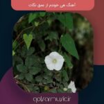 دانلود آهنگ هی خوندم از عمق نگات تمام اجرا های پخش شده دانلود آهنگ هی خوندم از عمق نگات تمام اجرا های پخش شده