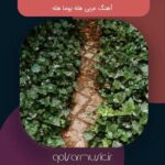 دانلود آهنگ عربی هله یوما هله دانلود آهنگ عربی هله یوما هله