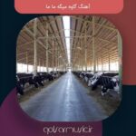 دانلود آهنگ گاوه میگه ما ما