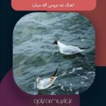 دانلود آهنگ ننه عروس گله میکرد