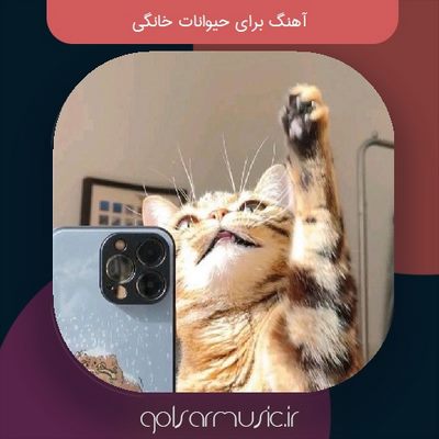 دانلود آهنگ برای حیوانات خانگی (سگ و گربه)