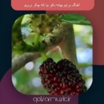دانلود آهنگ برایم بهانه نکو بیا که چکر برویم تمام اجرا ها دانلود آهنگ برایم بهانه نکو بیا که چکر برویم تمام اجرا ها