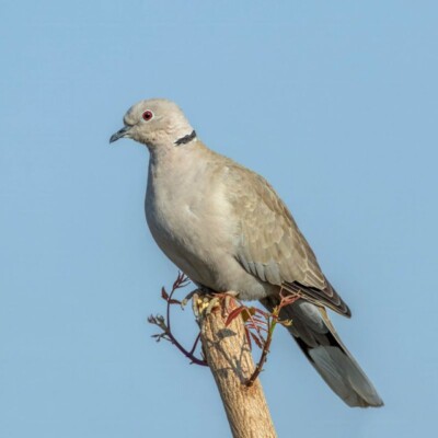 دانلود آهنگ غصه نخور یا کریم دوباره پر میگیری تمام اجراها کیفیت عالی MP3 دانلود آهنگ غصه نخور یا کریم دوباره پر میگیری تمام اجراها کیفیت عالی MP3